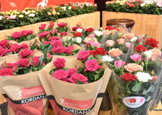 De Rosa Kordana en Quattrose van Kwekerij Leo van der Harg. 